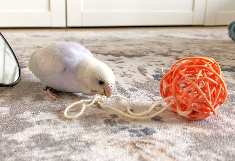 ラタンボール+たこ糸のおもちゃで遊ぶセキセイインコのララちゃん